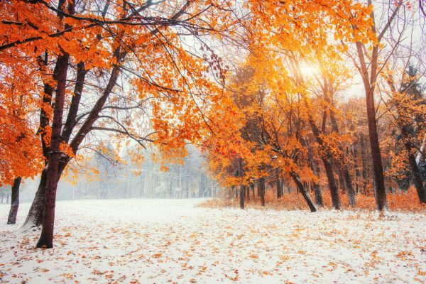October mountain beech forest with first winter snow. Sunlight breaks through the autumn leaves of the trees in the early days of winter